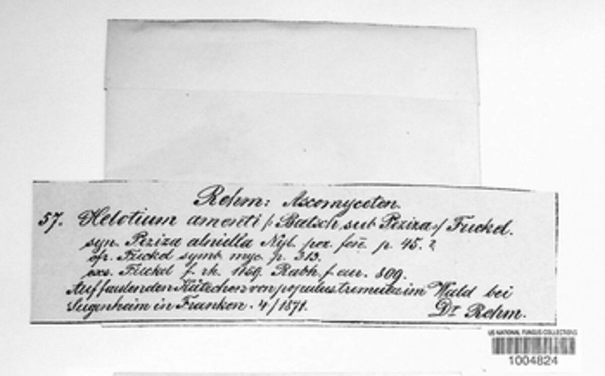 Cyathicula amenti image